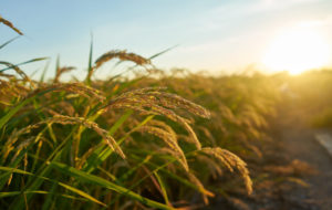 large-green-rice-field-with-green-rice-plants-rows (1)